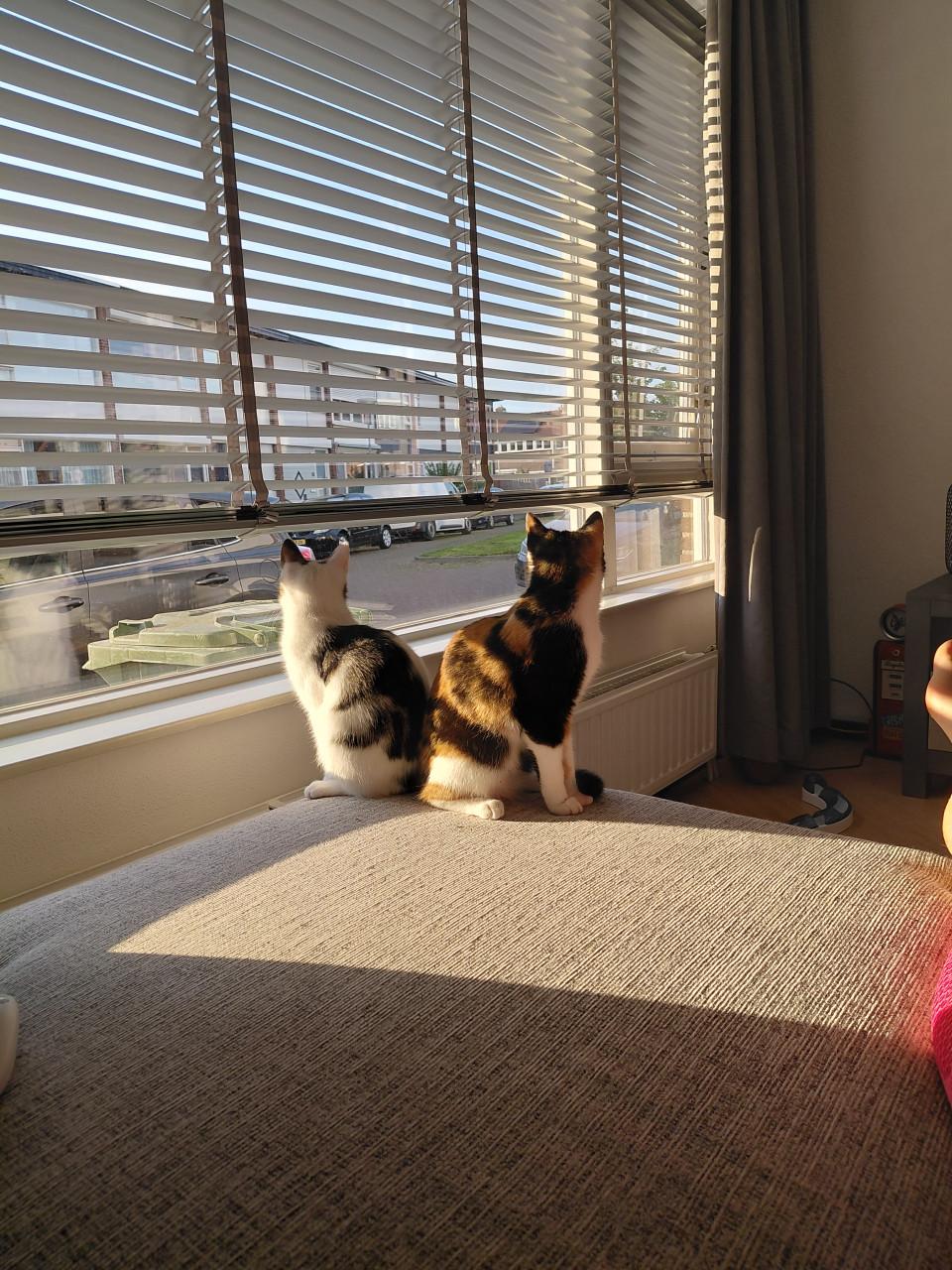 2 katten zijn zusjes met elektronische kattenbak en toebehoren kan ook apar