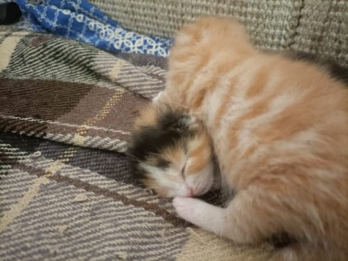 Kittens  1 gevlekte  1 roode