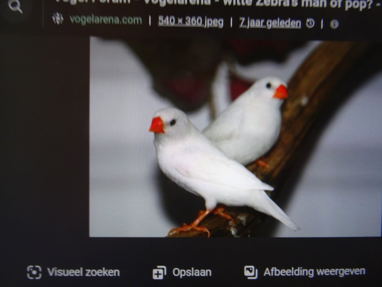 Te koop witte zebravinken wat grotere maat broedrijp