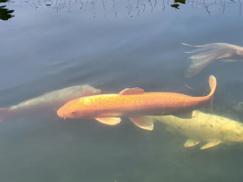 Koi's verkoop