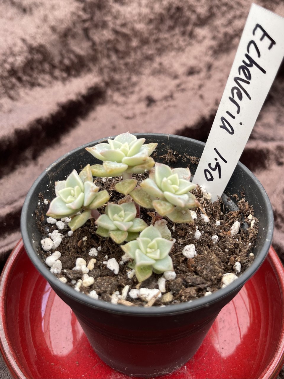Planten - succulenten
