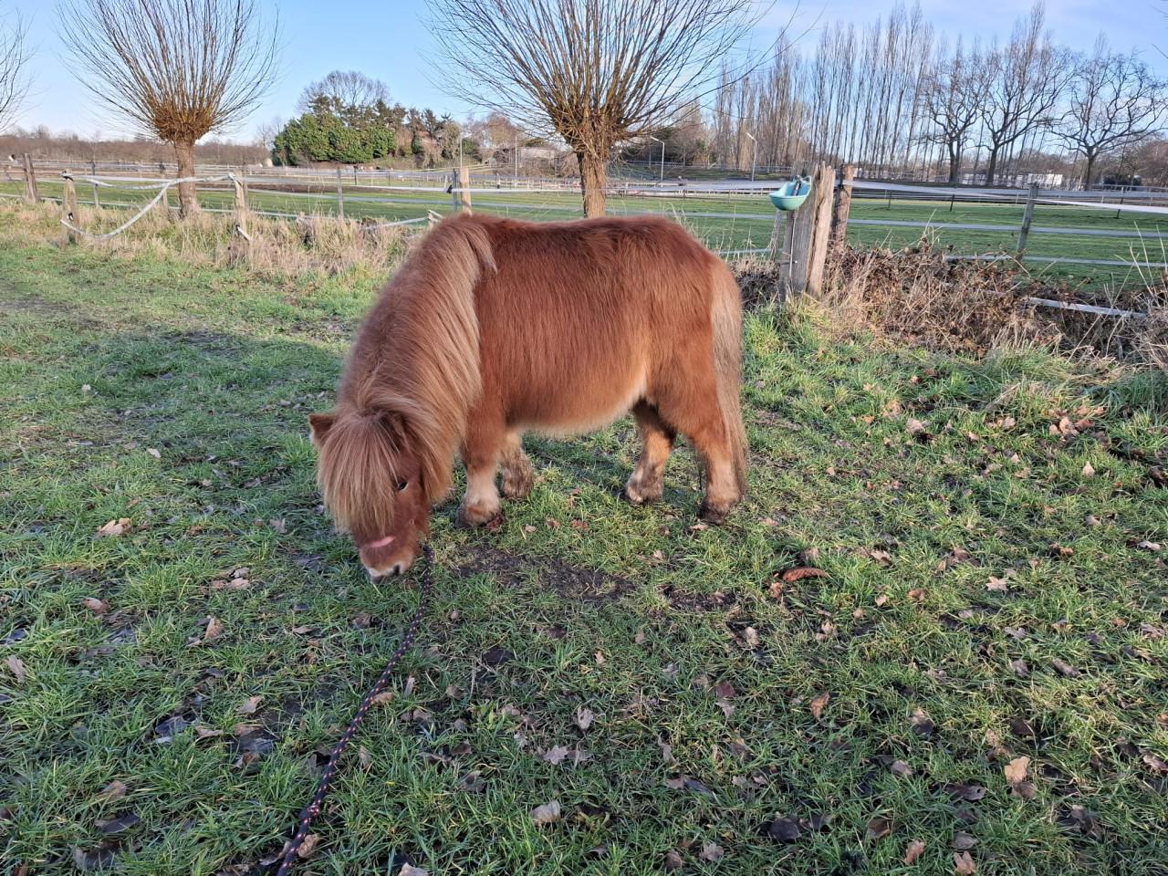 11 jarige shetlander