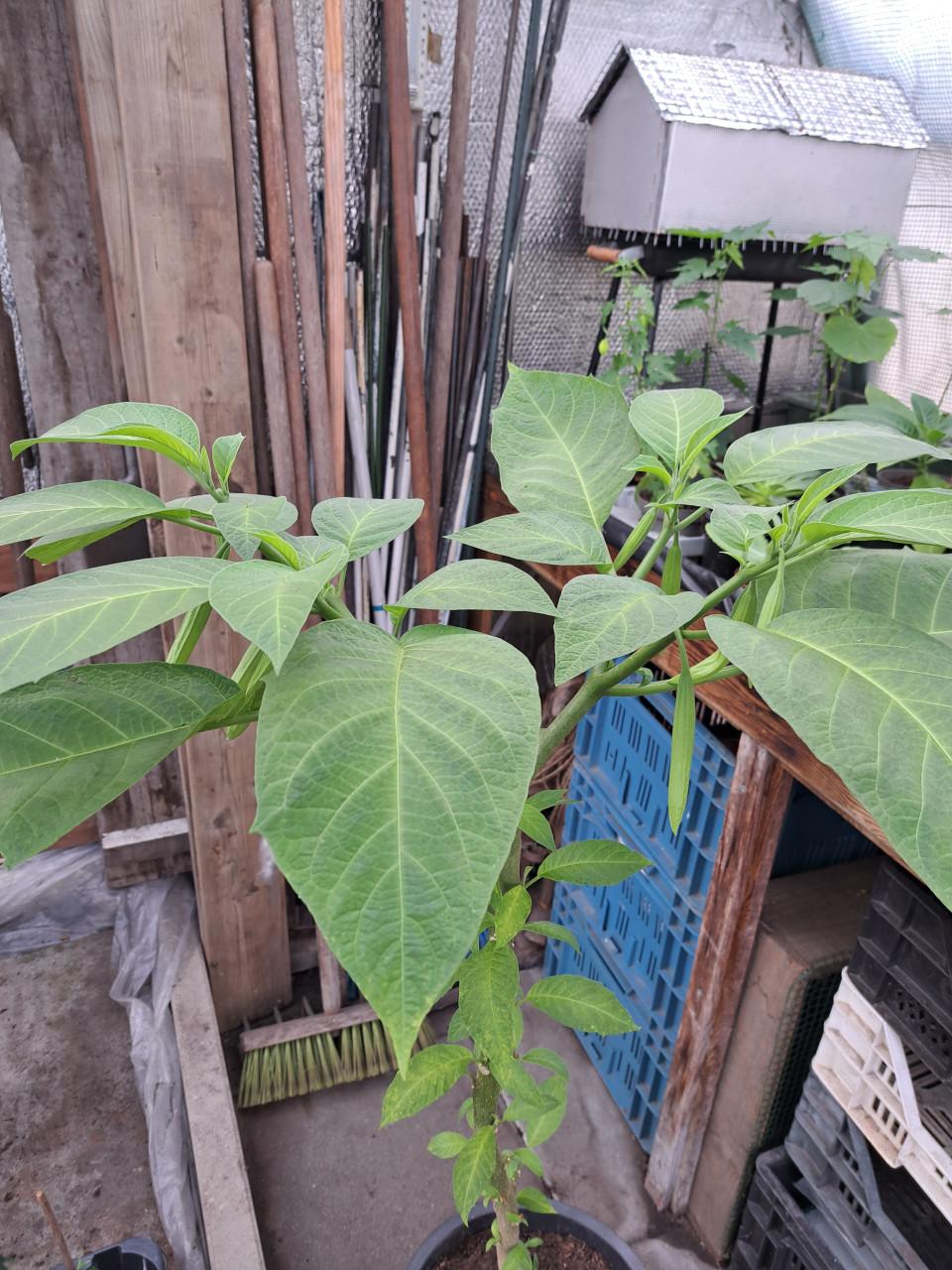 Overjarige brugmansia