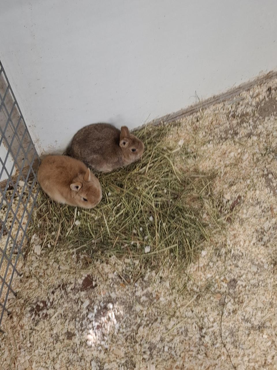 Jonge kleinblijvende dwergkonijntjes