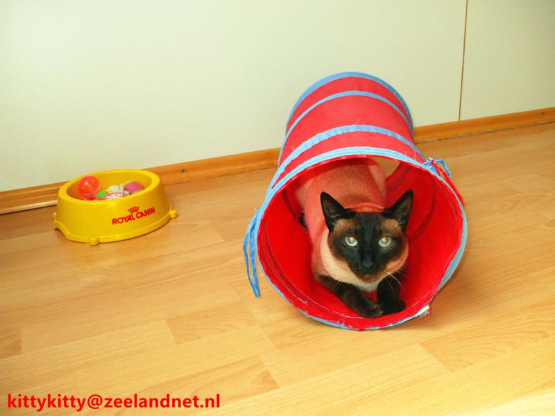 Kattenhotel Kitty Kitty, in Axel