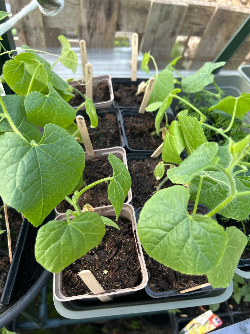 BIOLOGISCHE MOESTUINPLANTEN