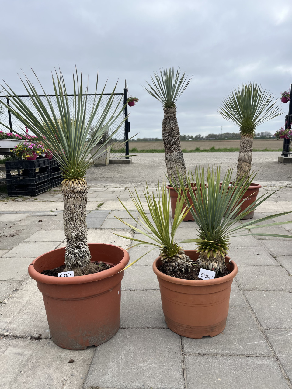 Yucca rostrata’s