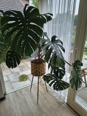 Gatenplant