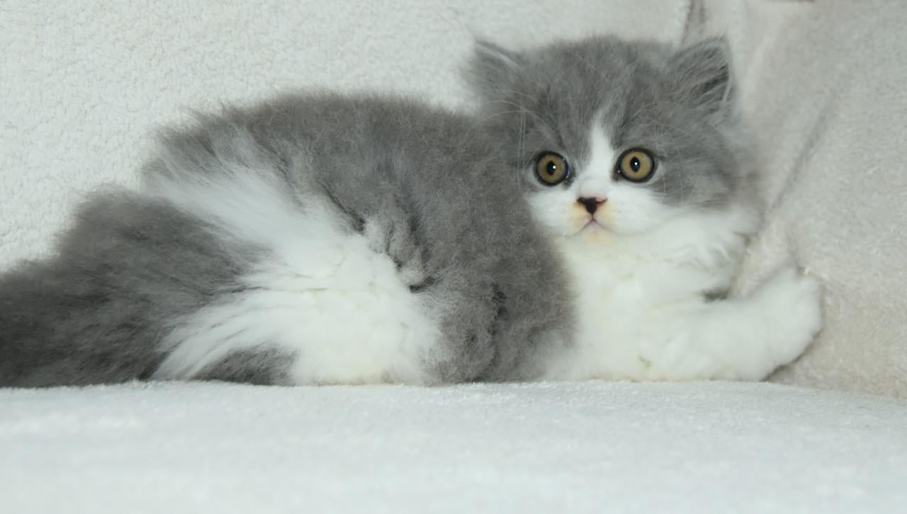 Lief & Ondeugend Brits Langhaartje Chance zoekt personeel!