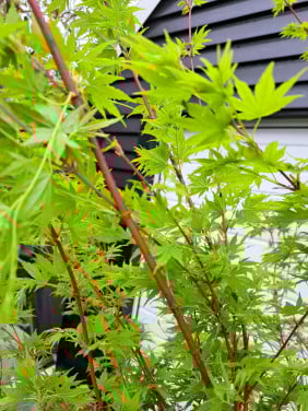 Acer palmatum 'Japanese Sunrise' Japanse esdoorn boom