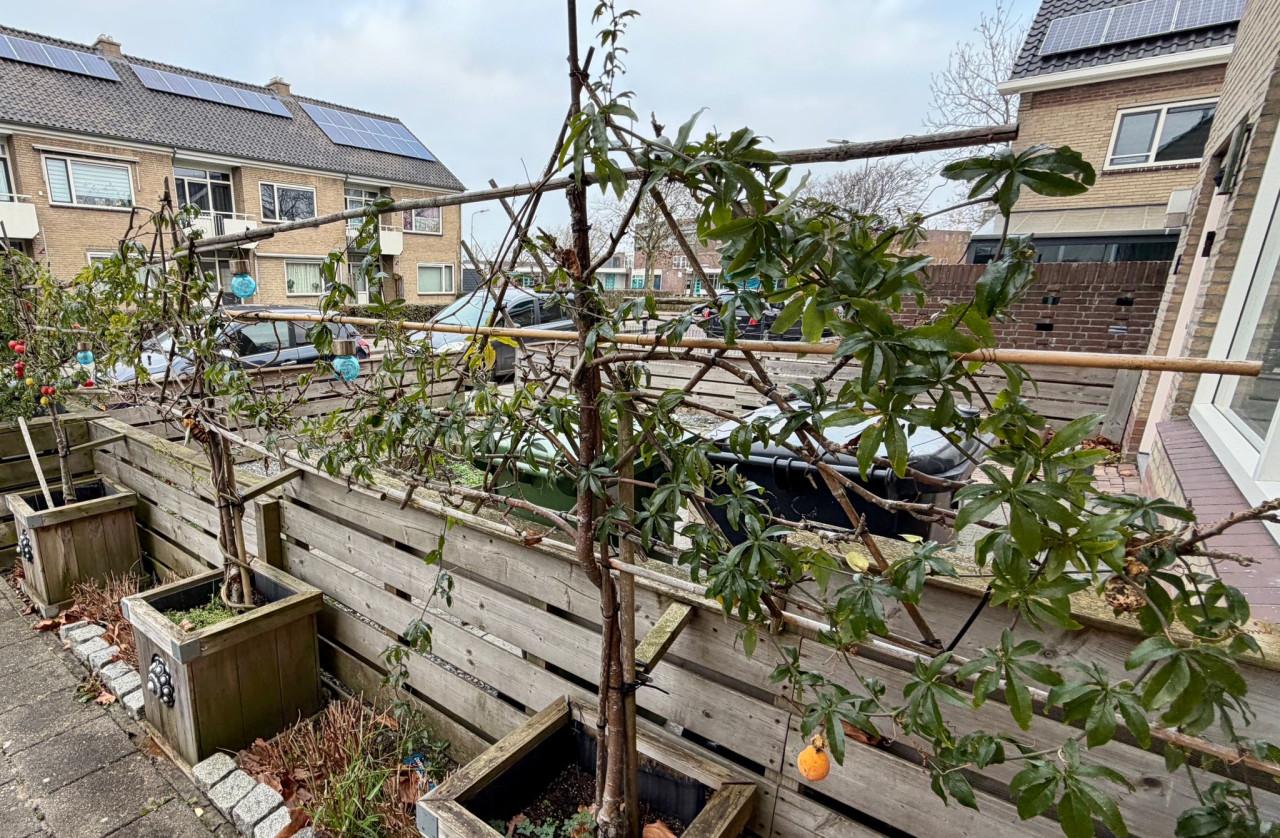 3x patio leilinde appelbomen