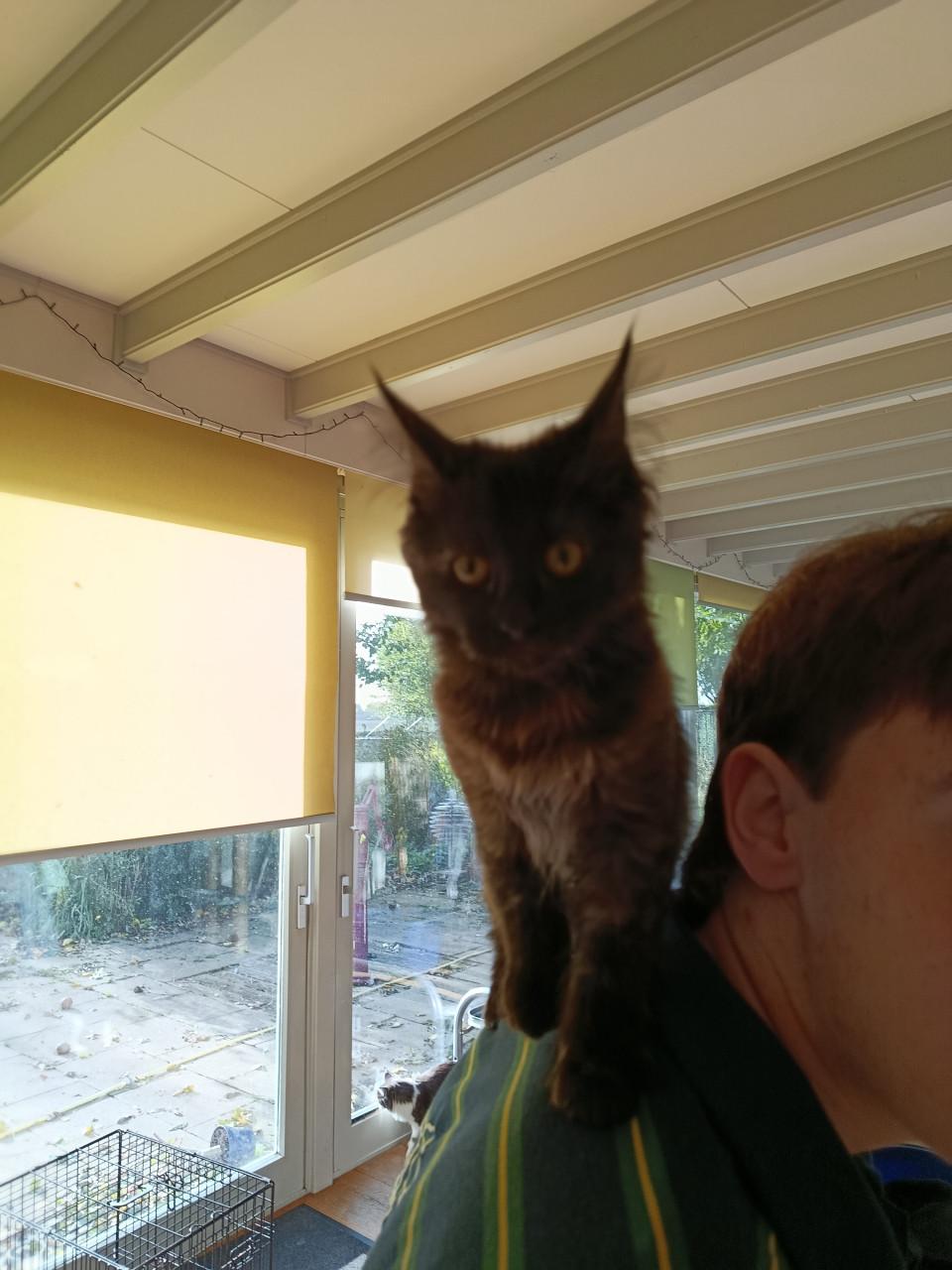 Kittens Maincoon x Noorse boskat. 2 zusjes