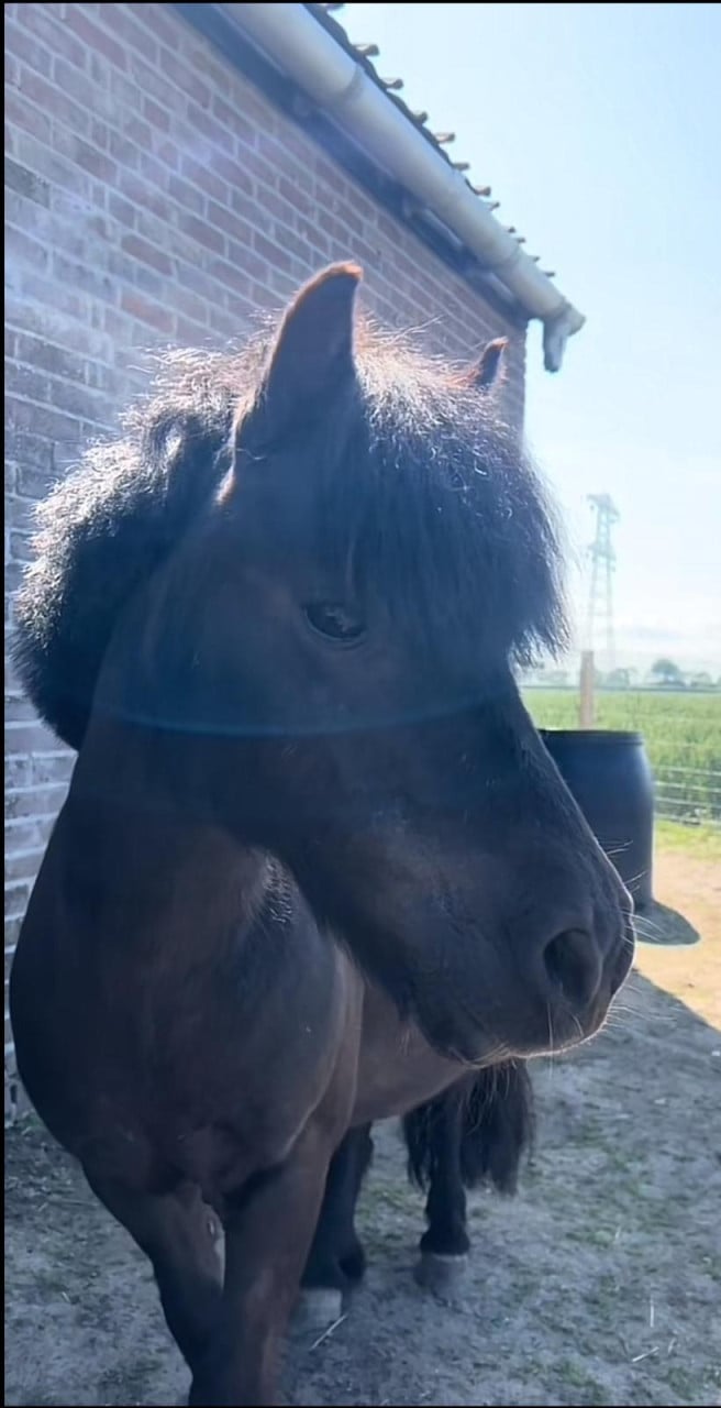 2 lieve shetlanders te koop