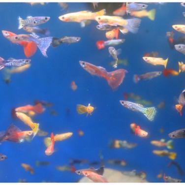 Mooie guppy mix