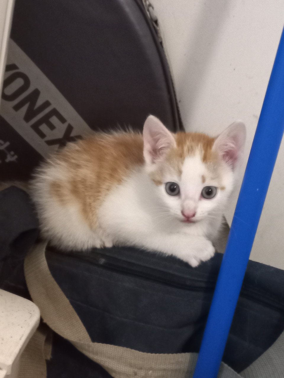 Kittens te koop