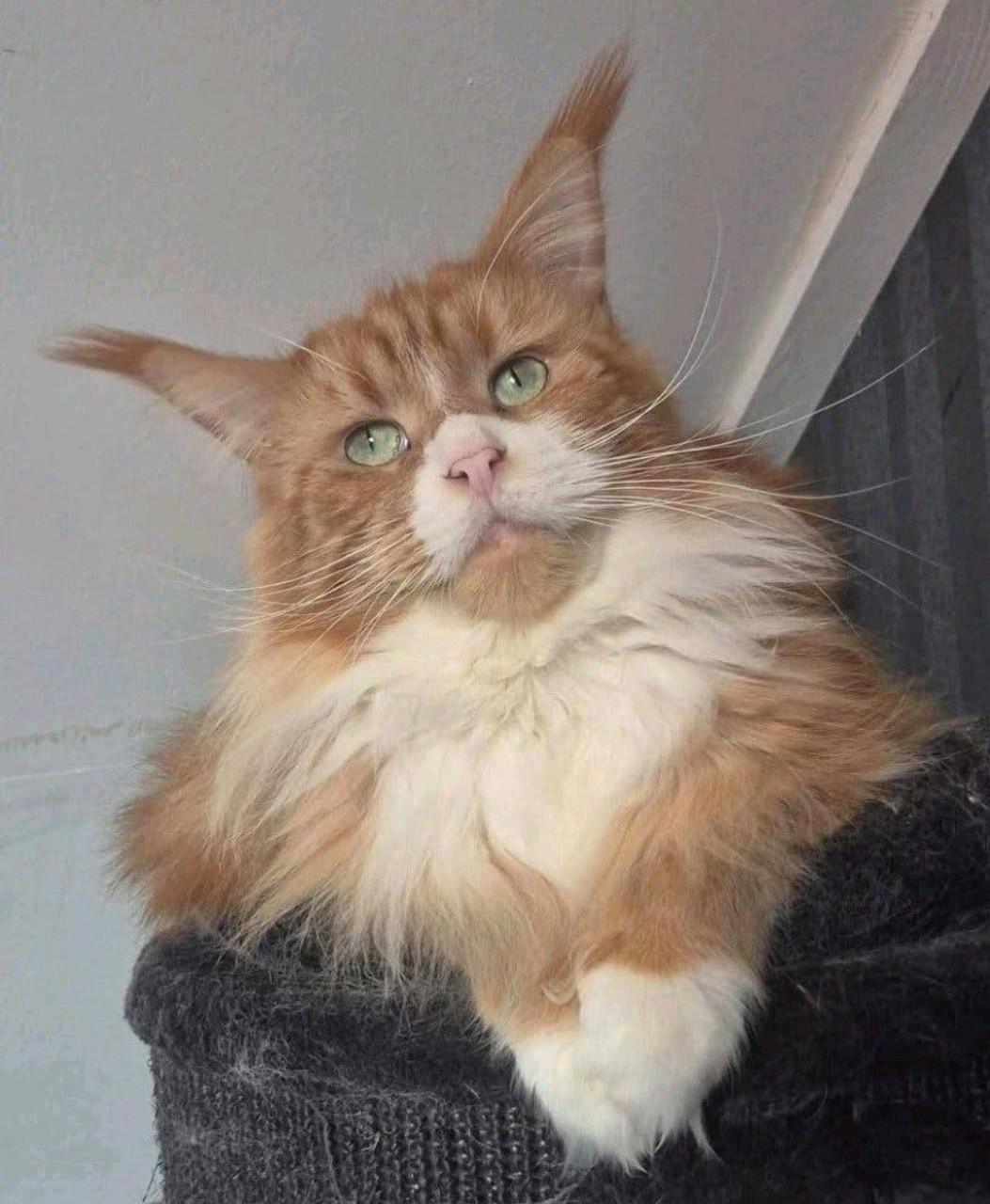 2 maine coon poezen met stamboom