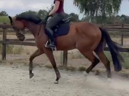 Mooie grote allrounder