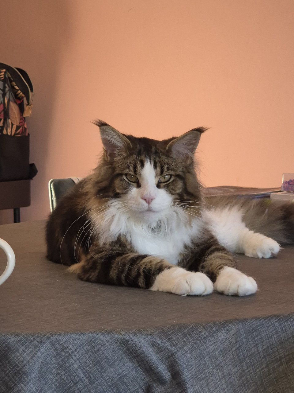 Maine coon 7 maanden