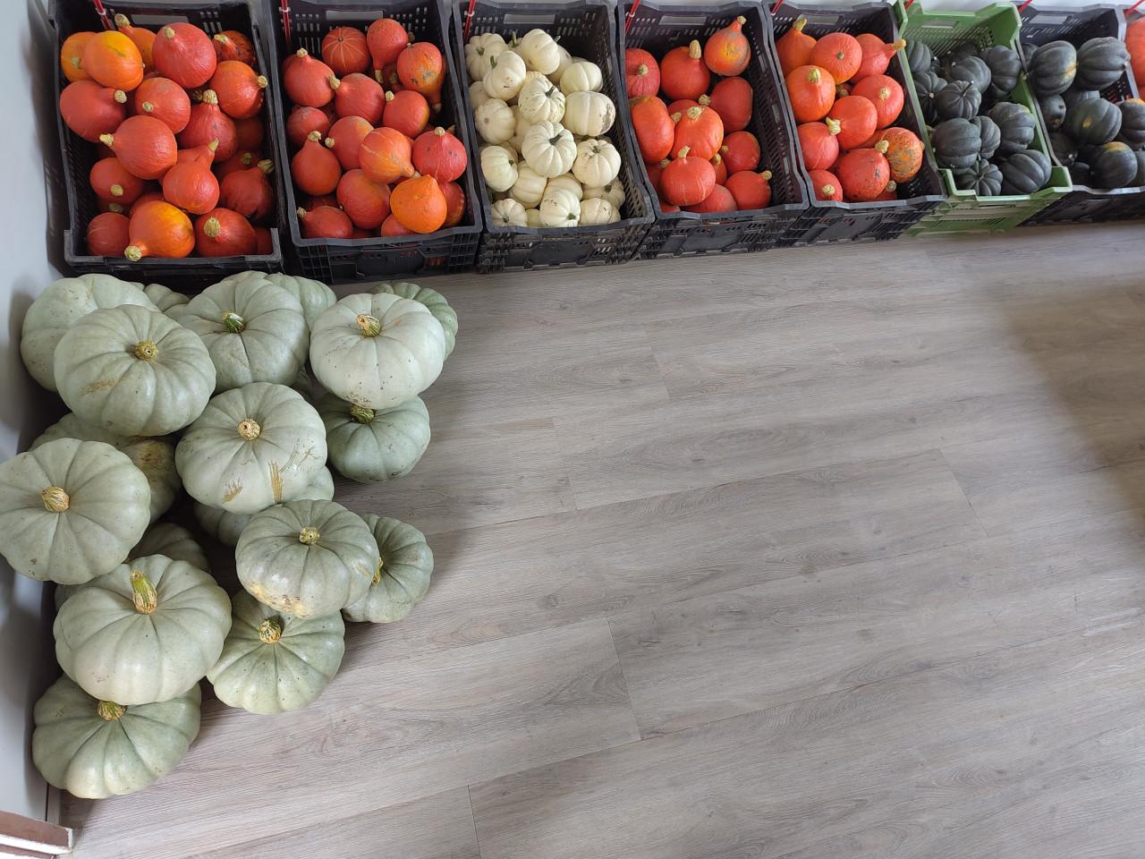 Pompoenen en kalebassen