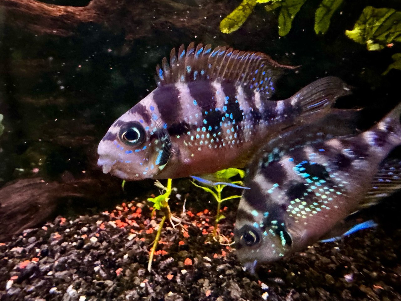 Koppel Thorichthys ellioti.