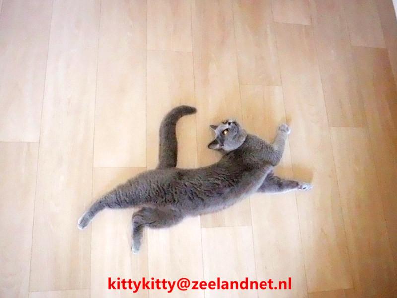 Kattenhotel Kitty Kitty, in Axel