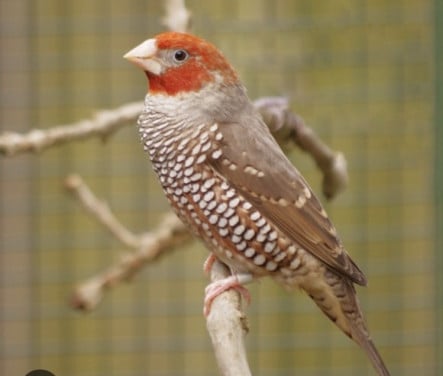 Roodkopamandine
