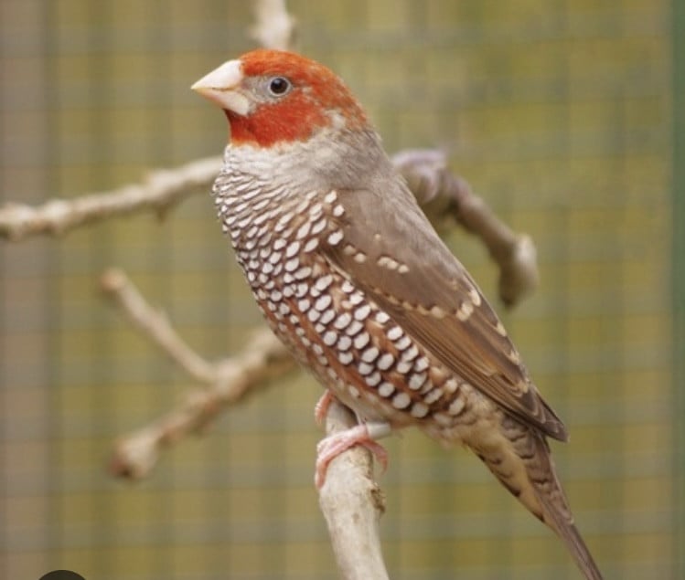 Roodkopamandine