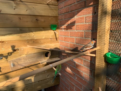 Zebravink man 3 stuks ruilen voor zebravink pop