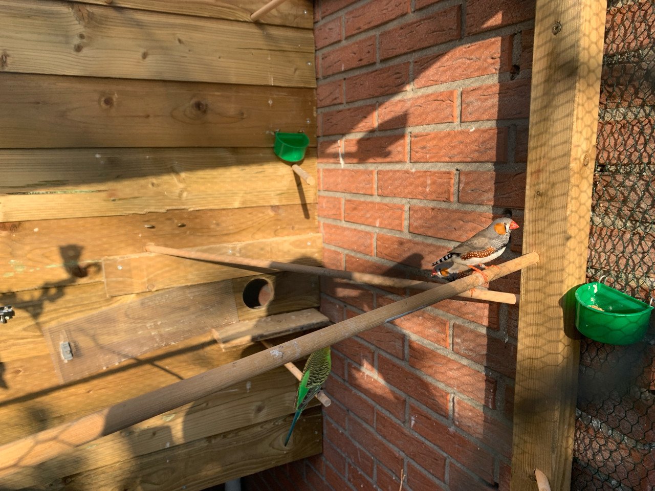 Zebravink man 3 stuks ruilen voor zebravink pop