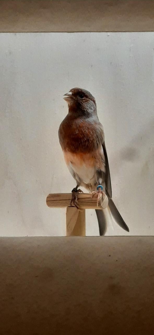 Portugese Harlekijn kanaries mannen en poppen