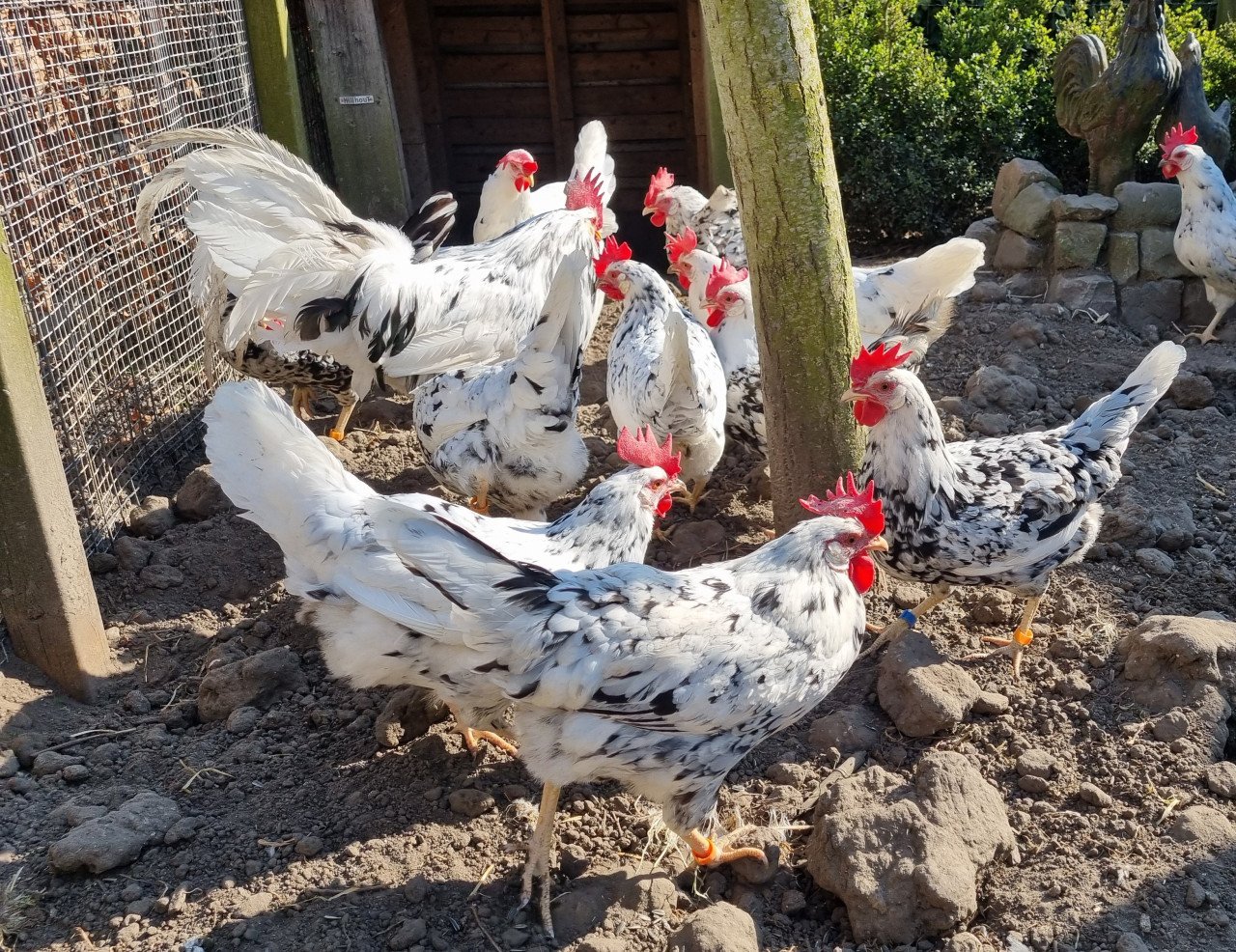 Bonte leghorn, broedeieren