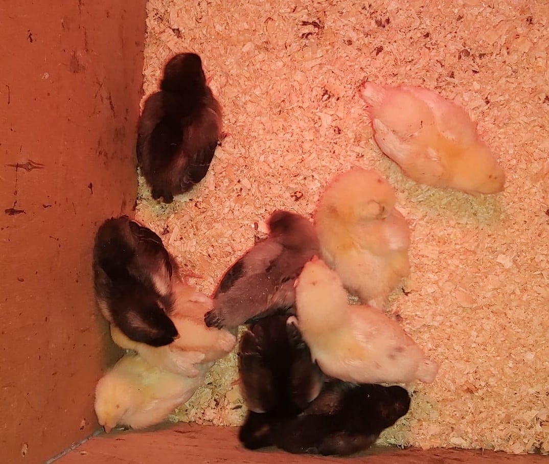 10 kuikens van kleurenleggers/olijfleggers.
