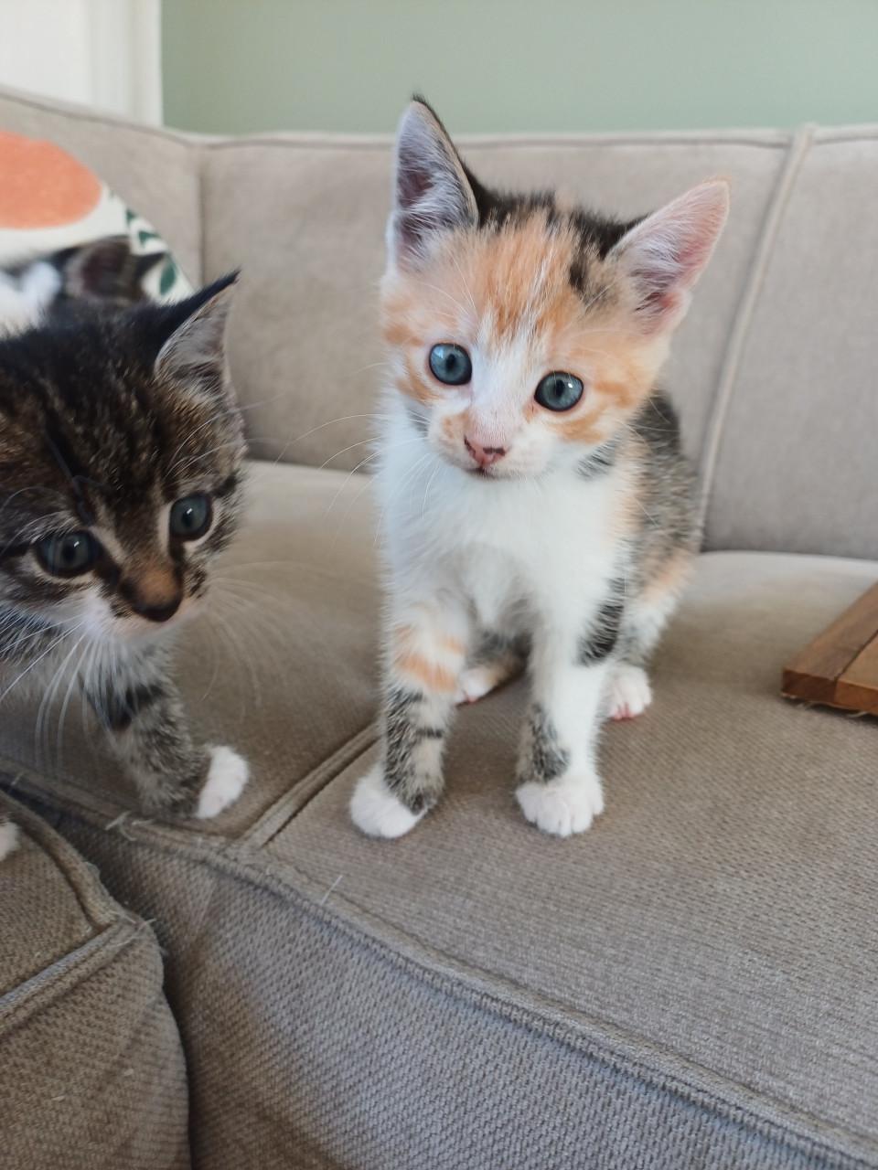 Kittens