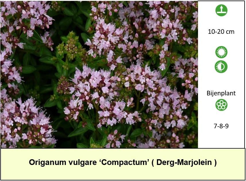 De 10- bijen,- vlinderplanten toppers bij ons in het Plantenkraampje !