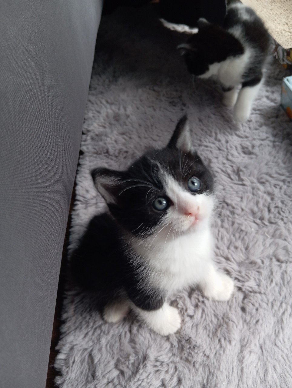 Kittens
