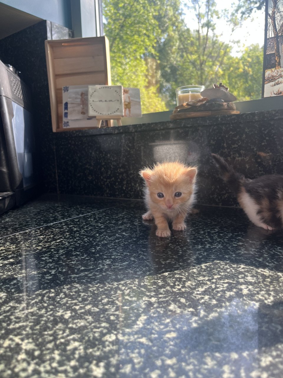 Kittens