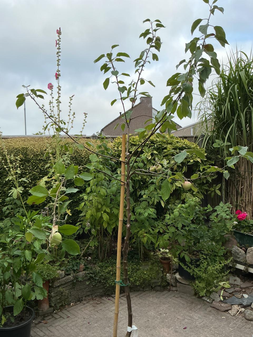 Hoge appelboom in pot