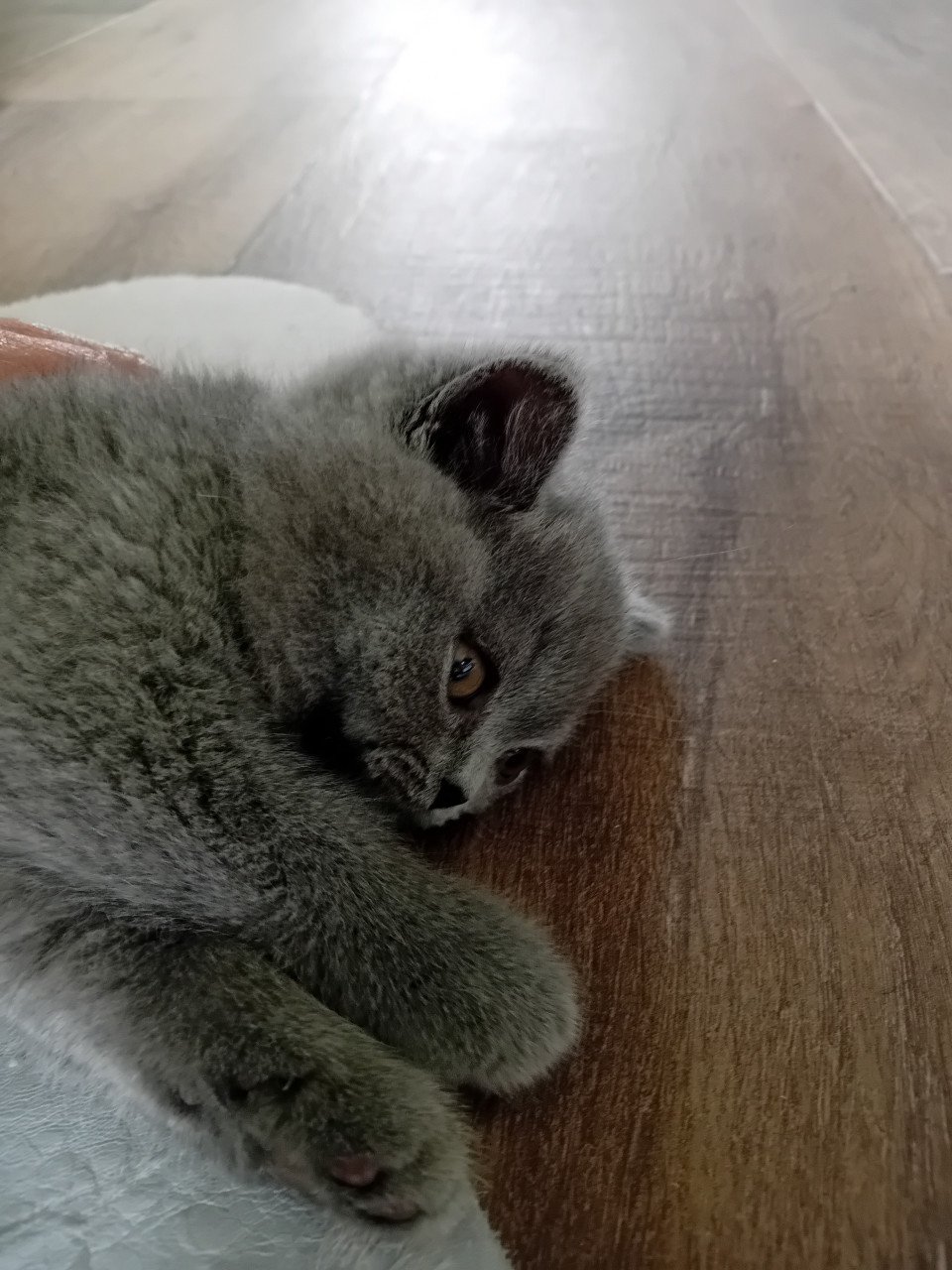 Super lieve Britse korthaar kittens