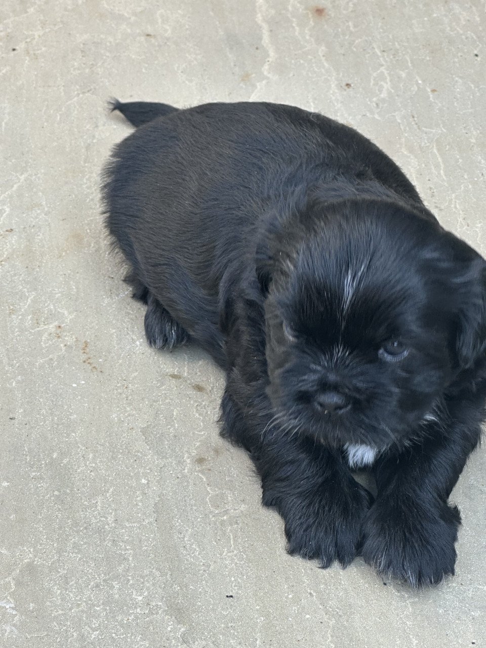 Boomer pups