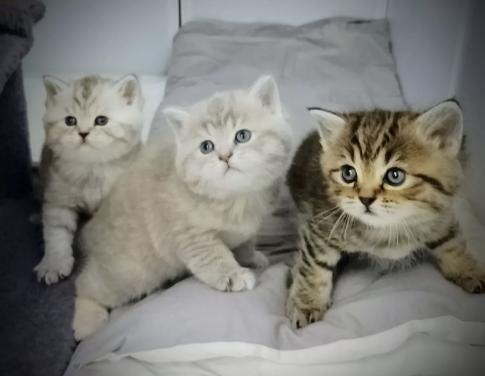 Britse korthaar kittens