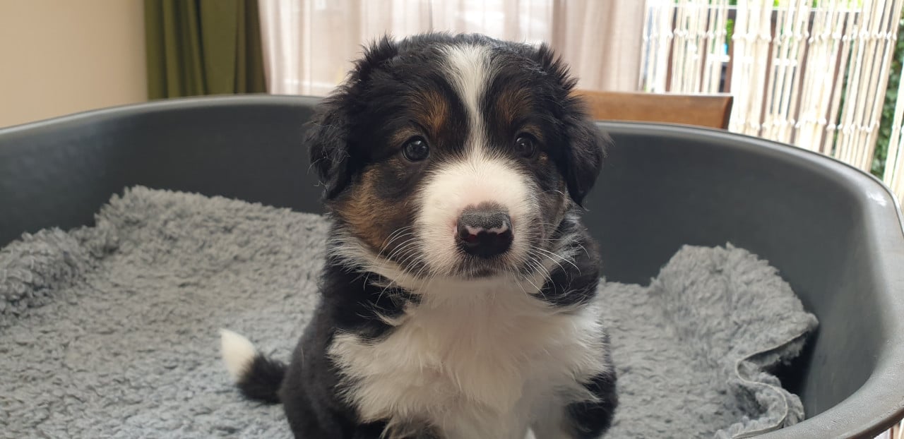Border Collie