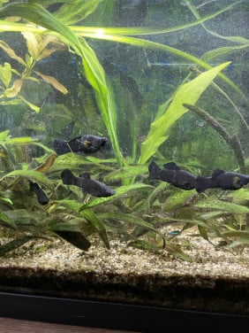 Aquariumvissen - Black mollies