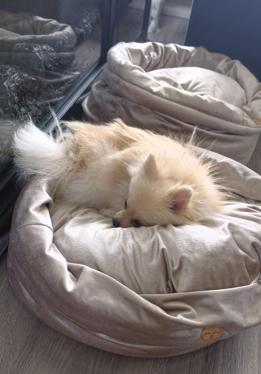 Pomeranian