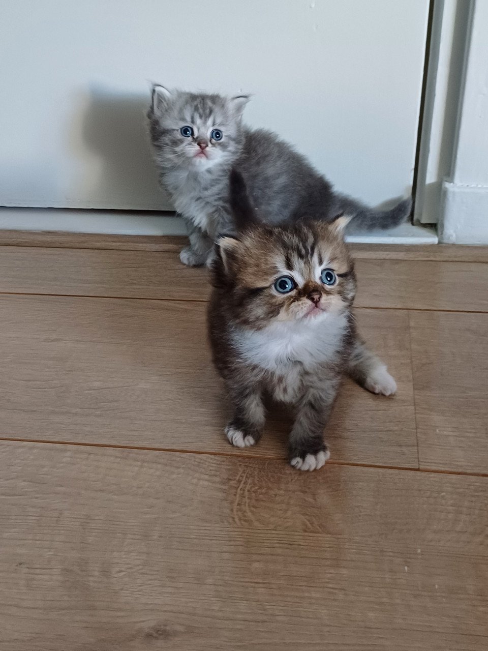 We hebben 2 prachtige langhaar kittens beschikbaar,