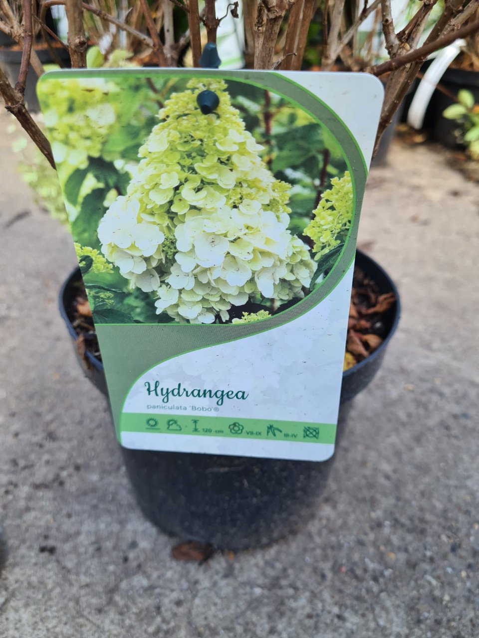 Pluimhortensia Bobo