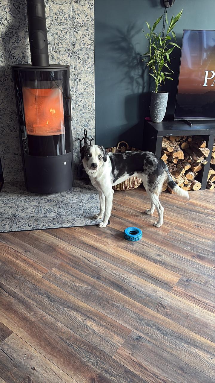 Baasje gezocht voor onze lieverd