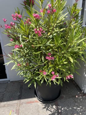 OLEANDER plant
