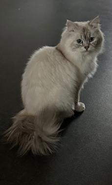 Schitternde poes zkt liefdevol huis evt met haar kitten samen