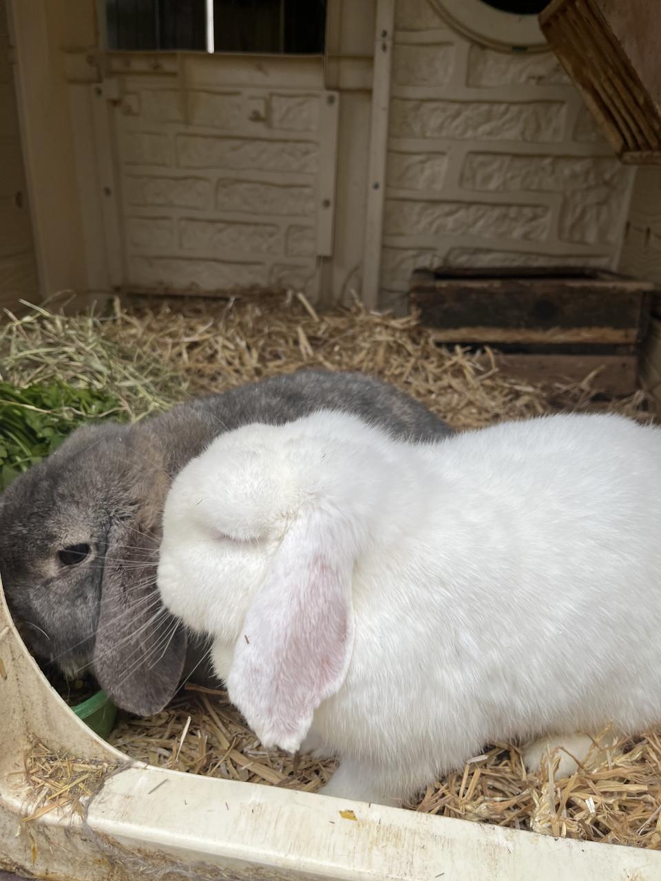 🐰 Op zoek naar een gouden plekje voor Pieter & Lilly 🐰