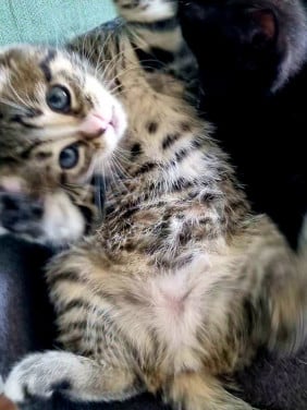 Zie jij die lieve tijger in mij (kitten)